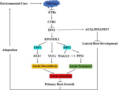 Integration of Jasmonic Acid and Ethylene Into Auxin Signaling in Root Development